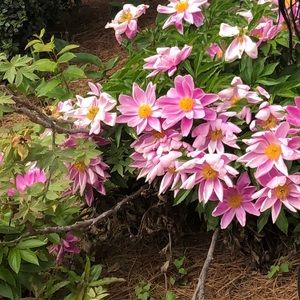 Meet your Posher, Tee